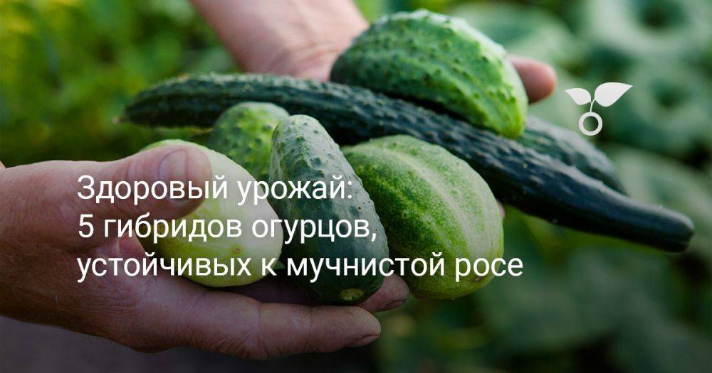 Здоровый урожай: 5 гибридов огурцов, устойчивых к мучнистой росе