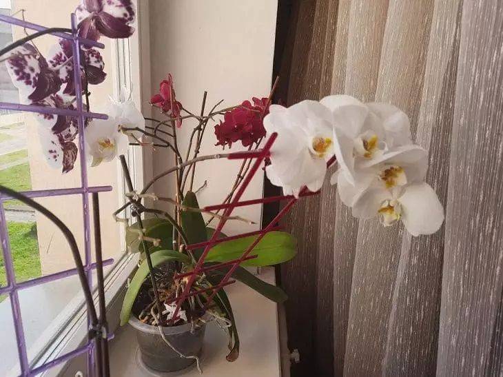Как заставить орхидеи цвести: нужен специальный чай