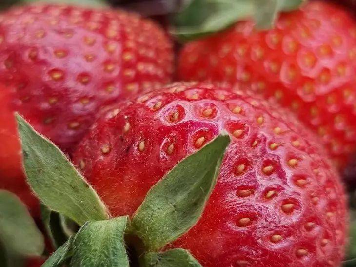 Проверяйте свои знания: что не должно расти с клубникой – угробите весь урожай ягод