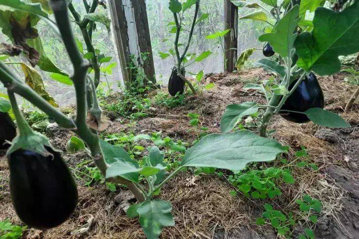 Почему стоит посадить баклажаны в теплице: 5 уникальных причин