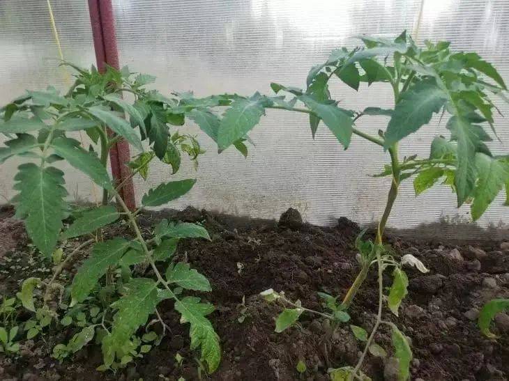 Что положить в лунку с рассадой томатов, чтобы улучшить урожай: обильный урожай будет обеспечен