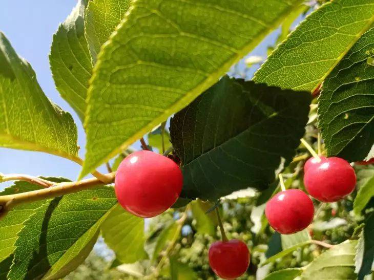 Плоды будут крупными и сочными: чем подкормить вишню весной