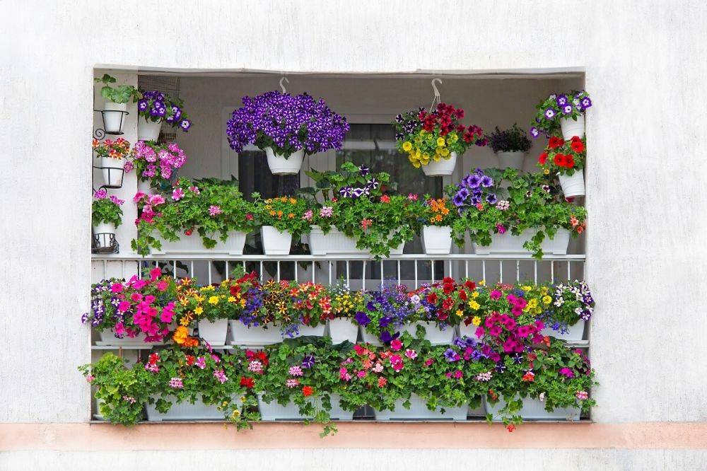 Какие цветы посадить на балконе, чтобы радовали все лето