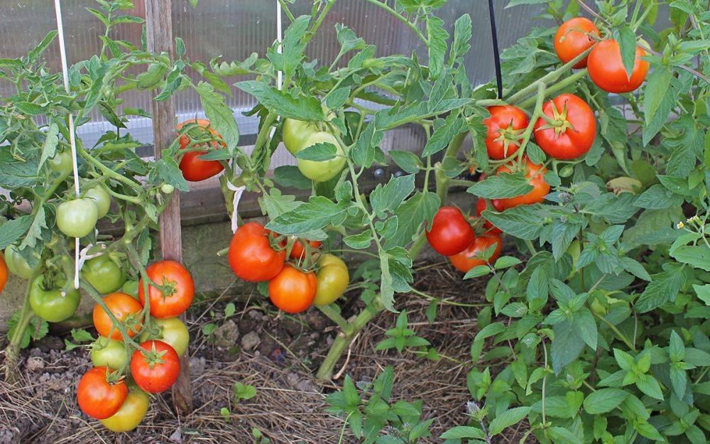 13 томатов, устойчивых к кладоспориозу