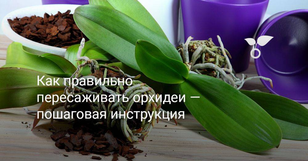 Как правильно пересаживать орхидеи — пошаговая инструкция