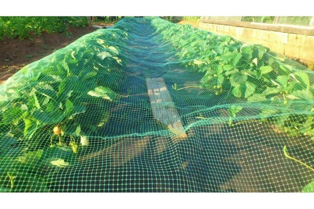 Максимизация урожайности с помощью затеняющей сетки
