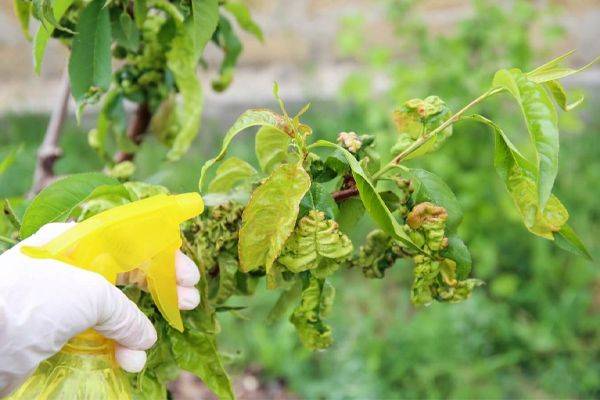 Фунгициды на защите урожая: как выбрать препарат