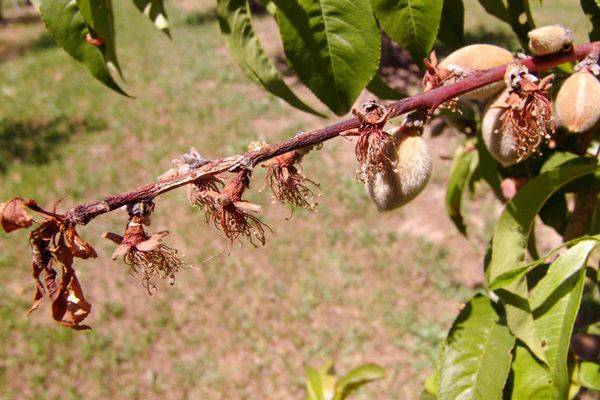 Монилиоз персика: как за четыре обработки спасти сад