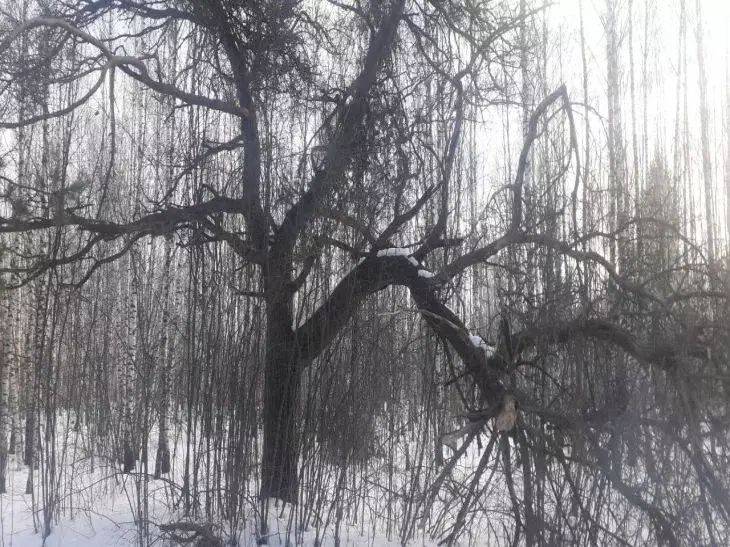 Можно ли утаптывать снег под деревьями и кустами: дачникам рассказали все об этом приеме