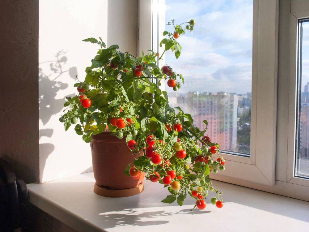 Как вырастить томаты дома на окне