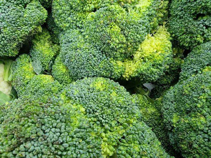 Где сажать брокколи: выбор правильного места – залог хорошего урожая