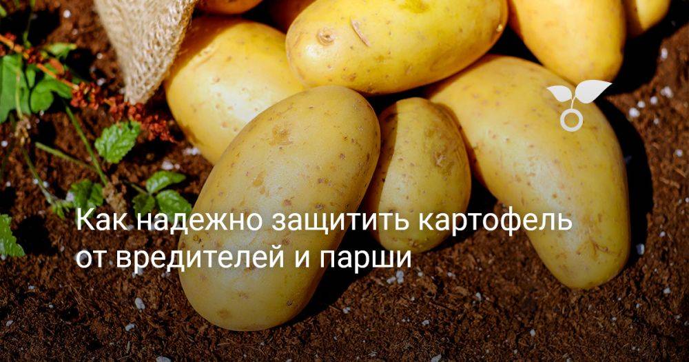 Как надежно защитить картофель от вредителей и парши