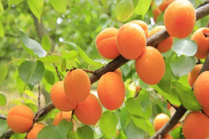 Можно ли обрезать абрикос весной: в чем секрет хорошего урожая – рассказали дачникам