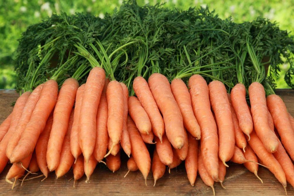 5 секретов сладкой и крупной моркови