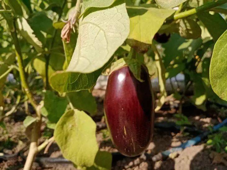 Как выращивать рассаду баклажанов: соблюдайте 3 рекомендации — и будете собирать урожай ведрами