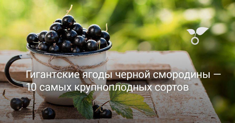 Гигантские ягоды черной смородины — 10 самых крупноплодных сортов