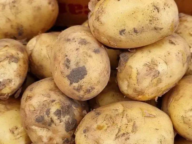 Как подготовить картошку к посадке: 3 правила