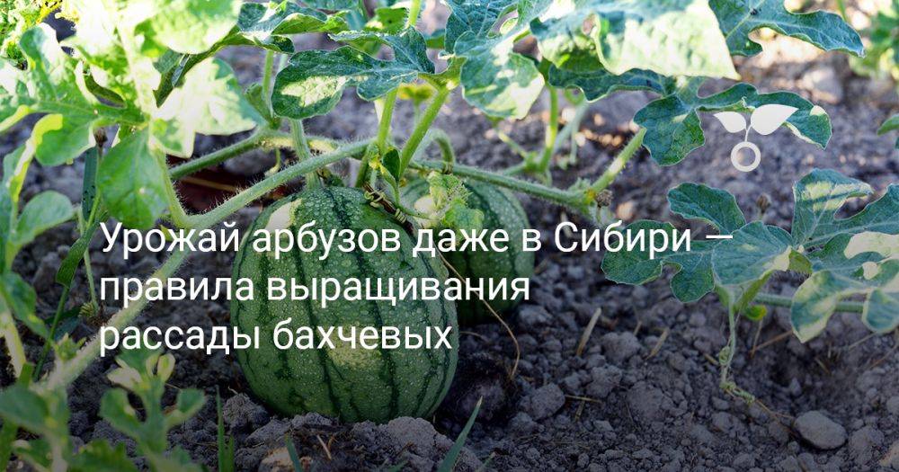 Урожай арбузов даже в Сибири — правила выращивания рассады бахчевых