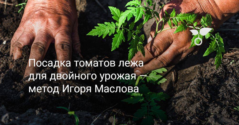 Посадка томатов лежа для двойного урожая — метод Игоря Маслова