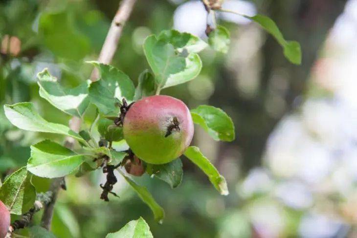 Замечали ли вы когда-то, что в яблоне торчит ржавый гвоздь? Зачем люди это делают
