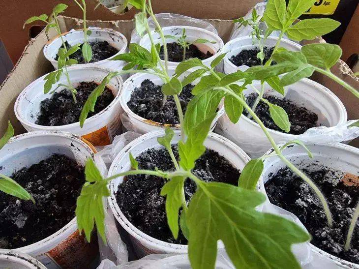 Чем удобрить рассаду помидоров: натуральная бесплатная подкормка для толстых стебельков и изумрудных листочков