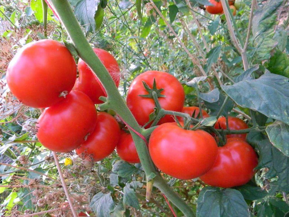 Сорт помидоров Корнеевский розовый: описание, фото, отзывы