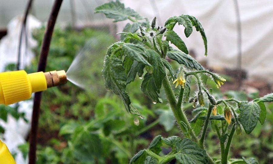 Почему опадает завязь на томатах: в теплице, в открытом грунте, что делать