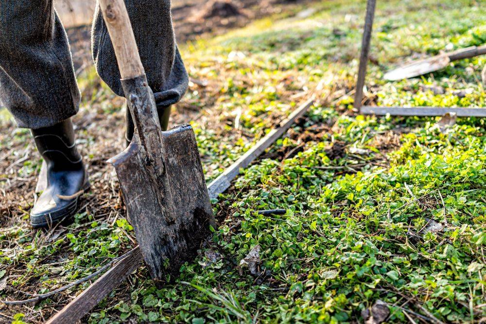 5 весенних дел, которые избавят грядки от сорняков