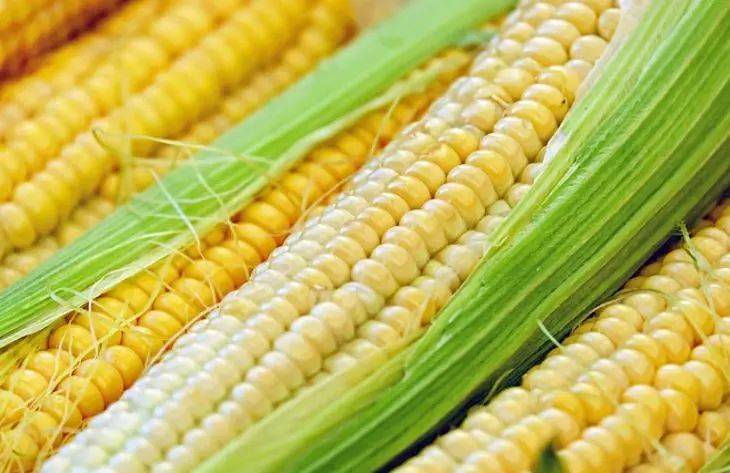 Какие 3 сорта кукурузы успеют созреть даже за короткое лето: не все дачники знают