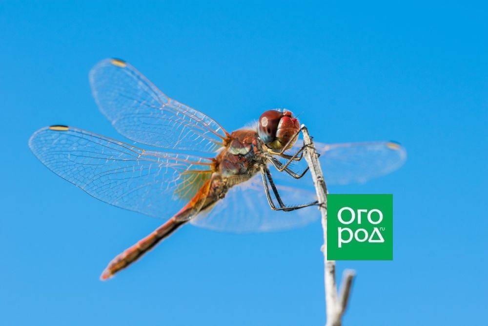 Стрекозы на даче: как привлечь крылатых борцов с комарами