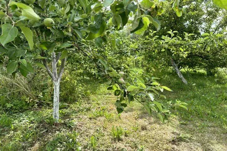 Когда лучше высаживать саженцы плодовых деревьев – весной или осенью: мнение профессионала