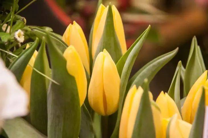Как надолго сохранить букет тюльпанов дома: простой секрет