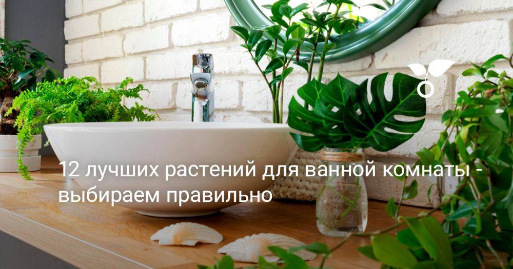 12 лучших растений для ванной комнаты — выбираем правильно
