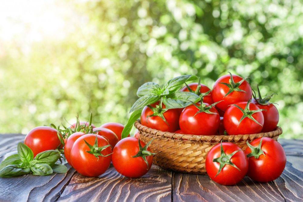 Пасынкование помидоров в открытом грунте: инструкция для новичков