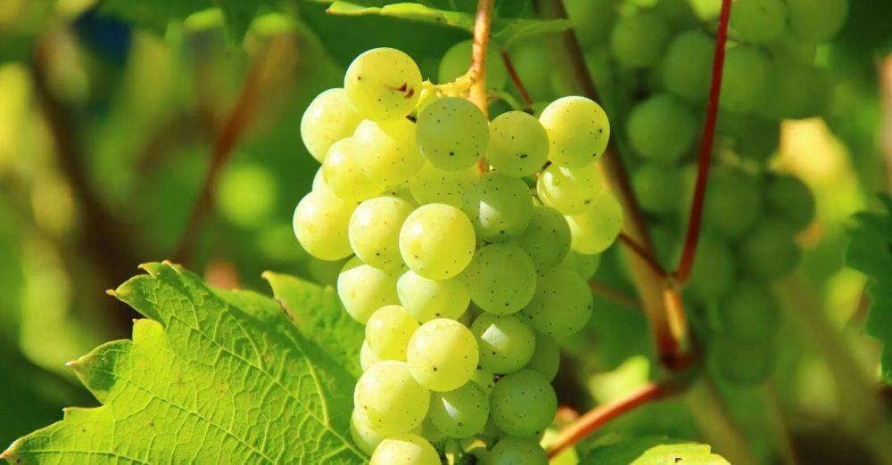 Як зберегти виноградну лозу