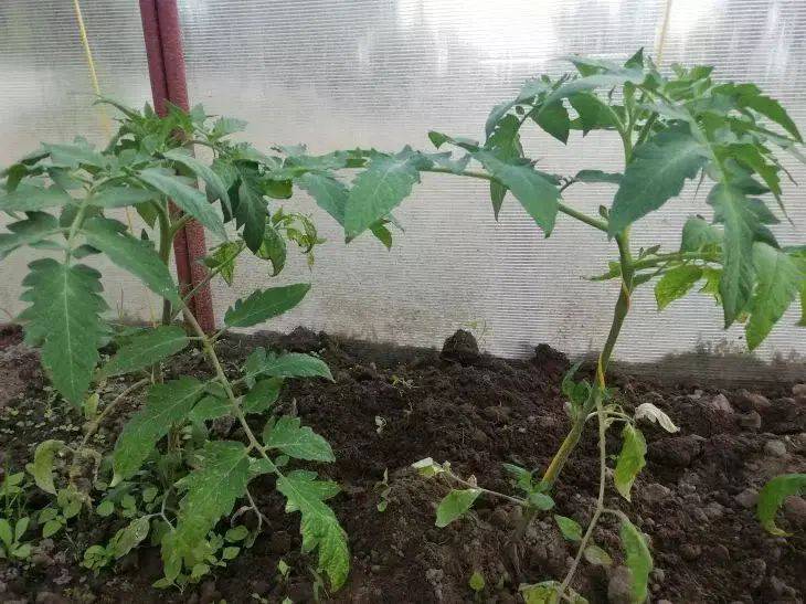 Удобрения для томатов можно больше не покупать: как сделать подкормку, которая даже лучше мочевины