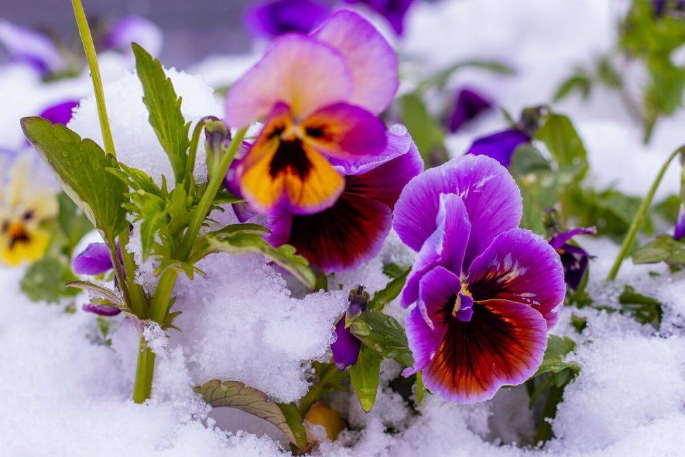 Цветы, которые не боятся заморозков, – подборка для северной клумбы