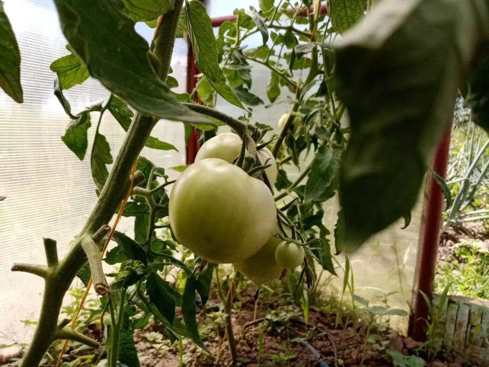 Крепкая рассада – богатый урожай: секреты утренней подкормки томатов