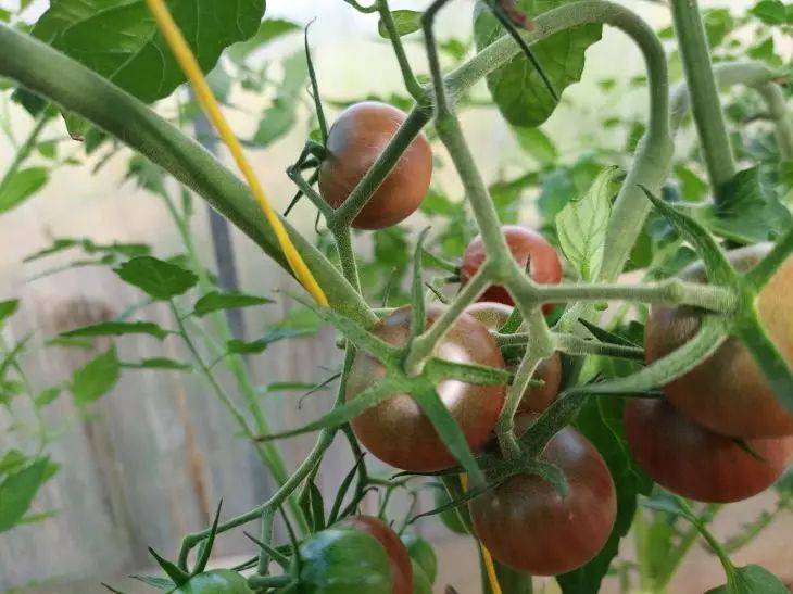 С чем рядом сажают томаты, а с какими растениями сажать нельзя: советы агронома