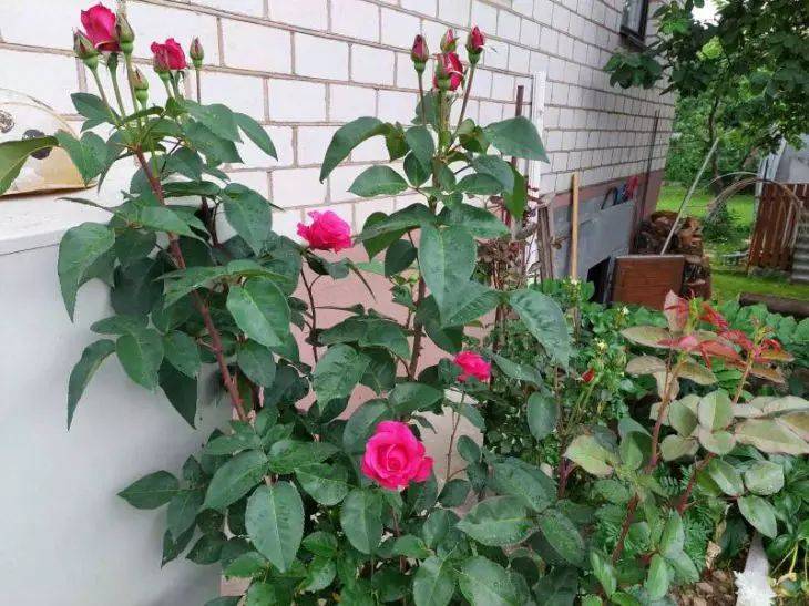 Выбор идеального места для посадки роз: как создать цветник мечты