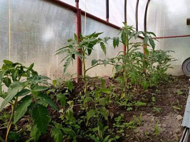 Когда закаливать рассаду томатов: необходимые условия и пошаговая инструкция