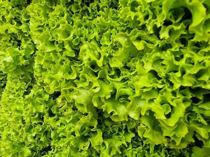 Почему листовой салат вырастает горьким: нашли ответ на вопрос, который волнует всех дачников