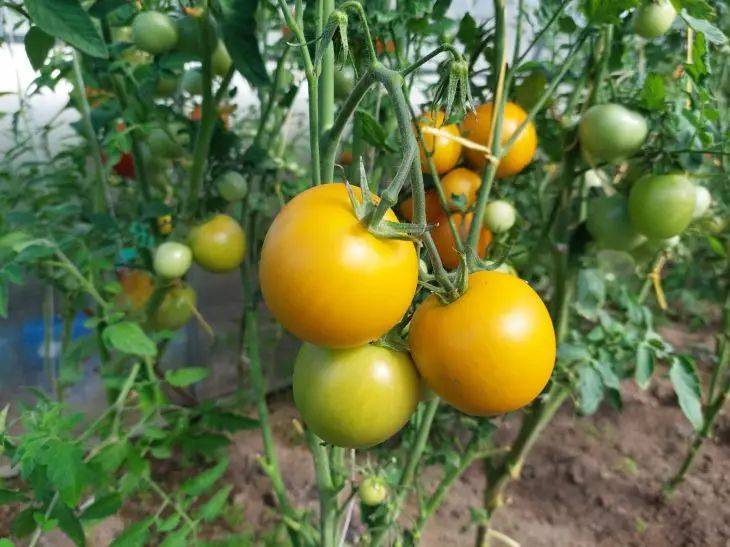 На каком расстоянии высаживать помидоры: как огородники сами себя лишают урожая – запоминайте цифры