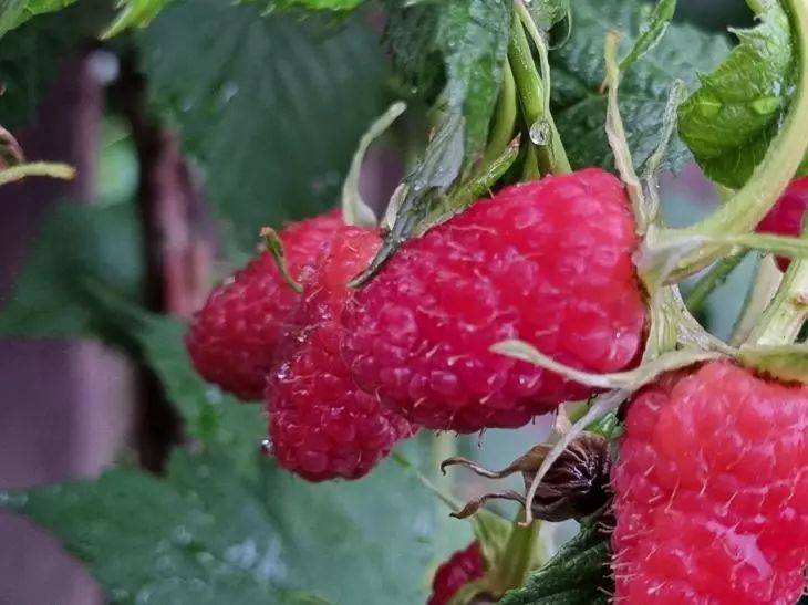 Чем подкормить малину в апреле: суперсредство — ягоды будут большими, красными и вкусными