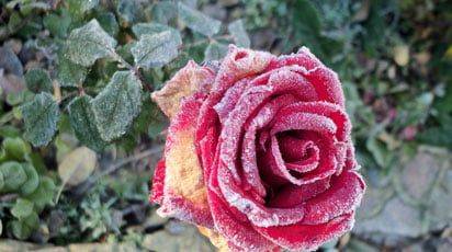 Как избавиться от мучнистой росы на розах