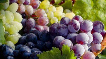 Заболевания винограда и эффективные способы их лечения