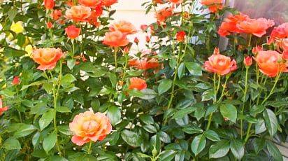 Лучшая защита роз от мучнистой росы, ржавчины и пятнистости