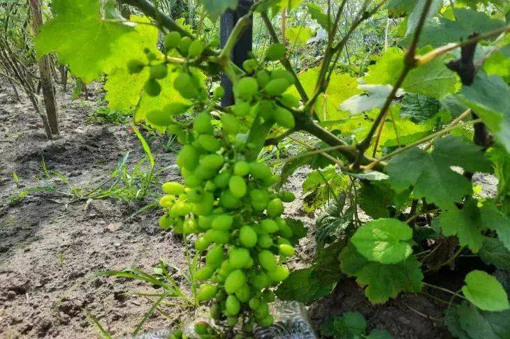 Не забудьте подкормить виноград: дачникам напомнили, что нужно сделать весной, чтобы осенью собрать крупные гроздья