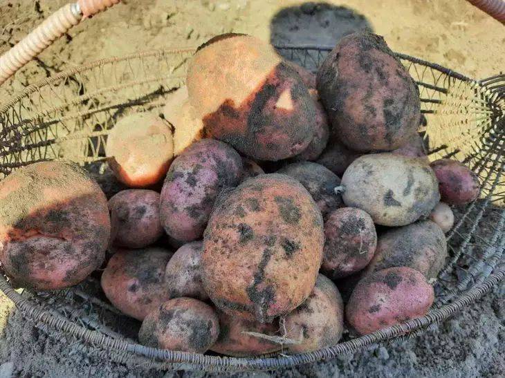 Мифы и правда о выращивании картофеля: эксперт рассказала, какие советы действительно работают, а какие – просто пшик