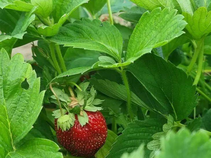 В каком месте огорода нужно сажать клубнику: от этого зависит ваш урожай и размер ягод